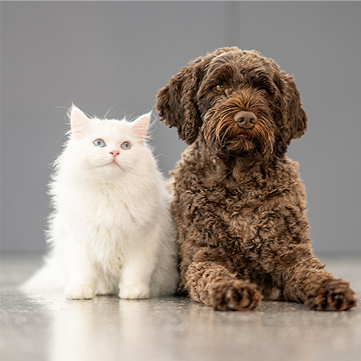 Seguro PETS (Cães e Gatos)